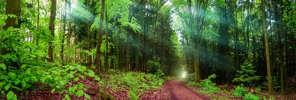 Panoramiczne Ujęcie Krajobrazu Lasu Ścieżką Promieniami Miękkiego Światła Wpadającymi Przez — Zdjęcie stockowe