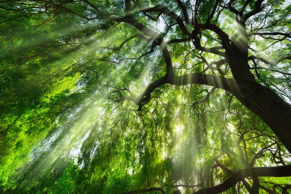 雄大な緑の木々と霧の中に落ちる光の光線 美しいワームの目の視点 — ストック写真