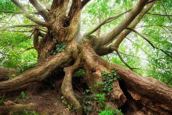 Dallarından Süzülen Yeşil Yapraklı Ağaç Gövdesi Kökleri Yumuşak Işık Işınları — Stok fotoğraf