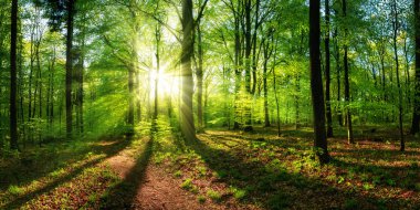 Panoramik manzara: canlı yemyeşil yeşillikler arasında parlayan güzel güneş ışınları ve ormandaki dinamik bir ışık ve gölge manzarası yaratıyor.