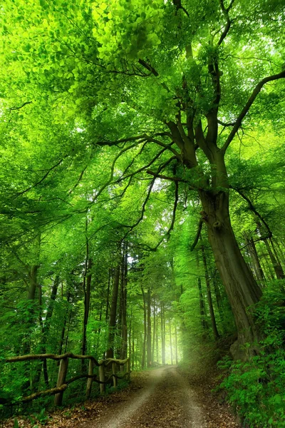 Majestueuze Beukenboom Door Een Pad Dat Leidt Naar Een Heldere — Stockfoto