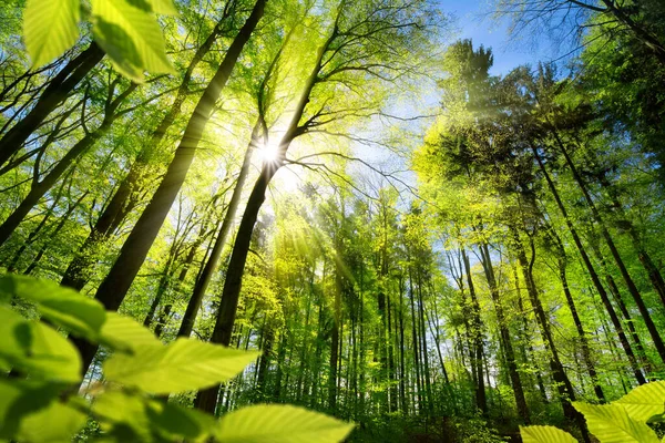 Landschaftlich Reizvoller Wald Aus Frischen Grünen Laubbäumen Umrahmt Von Blättern — Stockfoto