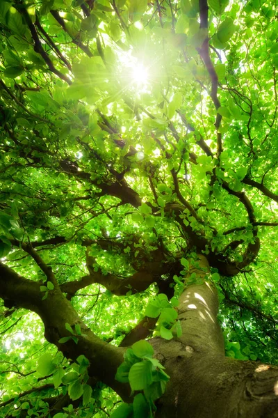 Worms Eye View Green Beech Tree Beautiful Crooked Branches Vibrant — Stock Photo, Image