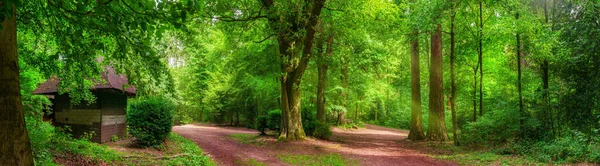 Paisajes Forestales Tranquilos Panorama Árboles Senderos Color Verde Vibrante Luz —  Fotos de Stock