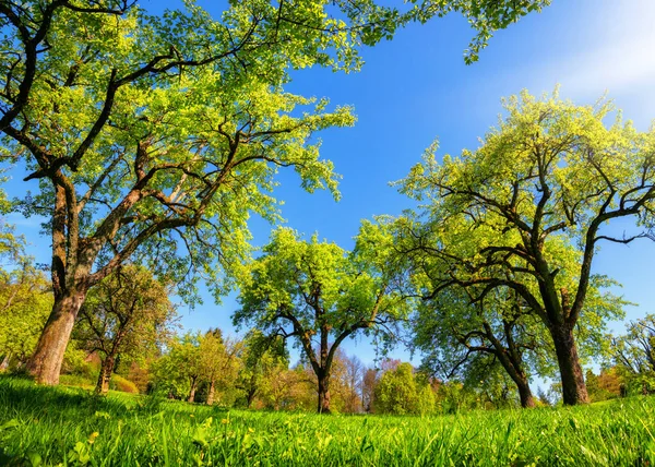 Vacker Panoramautsikt Grönt Landskap Våren Eller Sommaren Med Träd Rad — Stockfoto