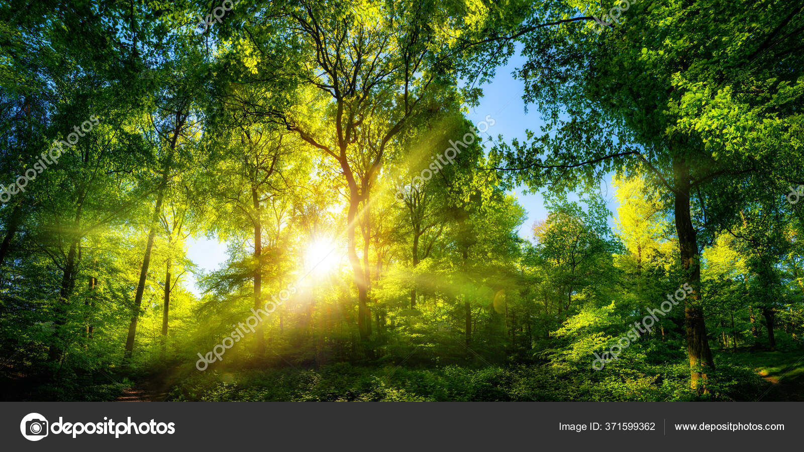FLORESTA, verde, arvores, nature, luz, nevoa, HD wallpaper