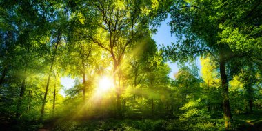 Canlı renkleri ve hoş kontrast ile yemyeşil bir ormanda, güzel güneş ışığının canlı manzarası