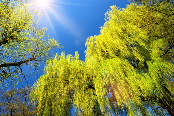 Верба Плаче Свіжим Зеленим Листям Освітленим Прекрасним Яскравим Сонцем Ясним — стокове фото