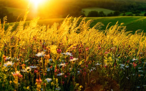 Zlatý Západ Slunce Květinové Louce Kopcích Sluncem Pozadí Krásnou Podsvícenou — Stock fotografie