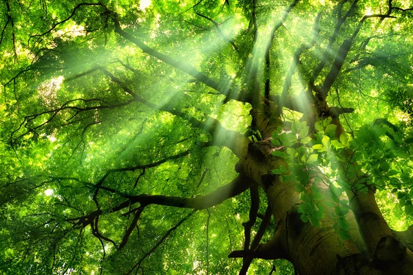 Beautiful Rays Light Falling Mist Lush Green Canopy Majestic Beech Stock Photo