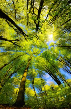 Majestic super wide angle upwards view to the canopy in a beech forest with fresh green foliage, sun rays and clear blue sky clipart