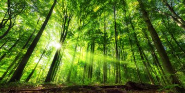 Canlı panoramik manzara, yemyeşil bir ormandaki aydınlık yeşillikler, canlı renkler ve güneş ışığı ışınları