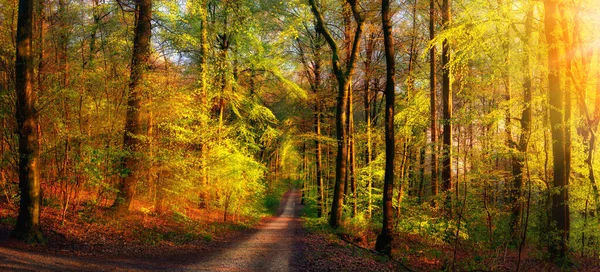 Złote Krajobrazy Leśne Promieniami Ciepłego Światła Oświetlającego Liście Ścieżką Prowadzącą — Zdjęcie stockowe