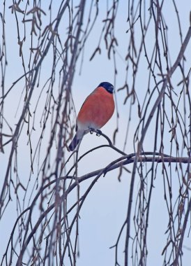 Moskova, Rusya, Mart 2018. Bullfinch (Latince Pyrrhula), ispinozgiller (İspinoz) familyasından bir kuş cintürü. Cinsin Latince adı parlak renklendirmelerinden dolayı verilmiştir, Latince Pyrrhula'da olduğu gibi 