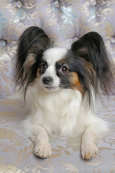 Small Dog Papillon Breed Sofa Russia Moscow January 2020 — 스톡 사진