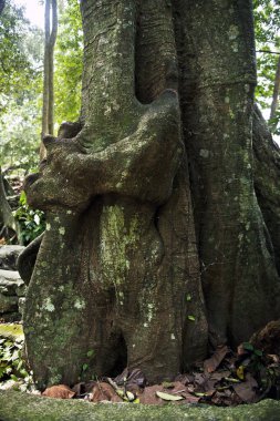 Maun ağaç gövdesi 