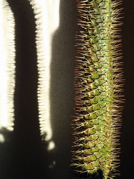 Pochupodium Cactus og dets skygge – stockfoto