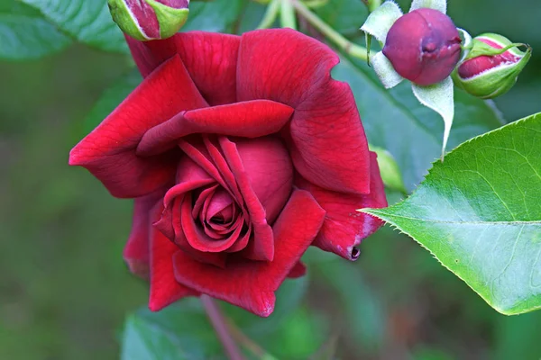 Blooming red rose — Stock Photo, Image