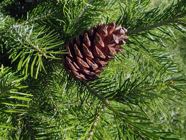 Pine cone on the branch — Stock Photo, Image