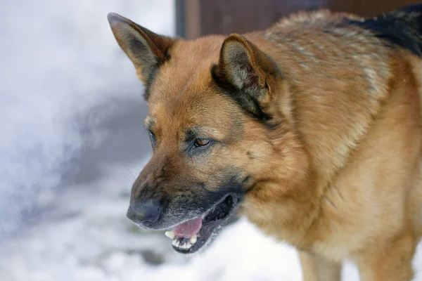 German Shepherd angry and barks — Stock Photo, Image