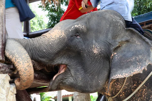 Indischer Elefant trägt Menschen auf dem Rücken auf der Insel Koh Chang — Stockfoto