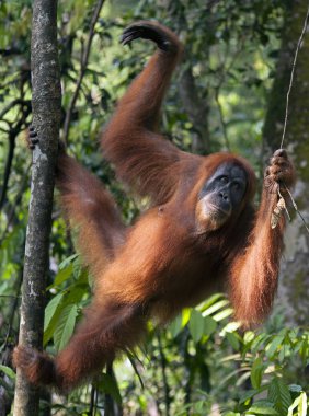Kuzey Sumatra ormanda genç kadın orangutan