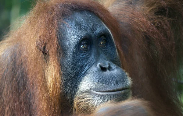 Kvinnliga orangutang i djungeln av Indonesien — Stockfoto