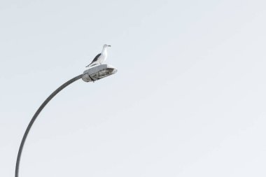 Fener minimalizminin arka planında martı
