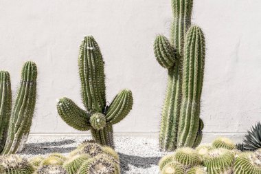 Kaktüs bitkisi. Blogcular için yaratıcı, minimal, biçimlendirilmiş konsept.