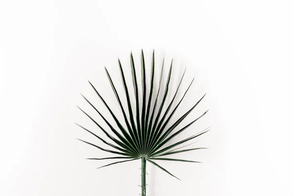 Palmblad stylade på vit bakgrund — Stockfoto