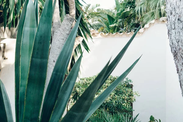 Planta de cactus. Concepto creativo, minimalista y estilizado para blogueros . — Foto de Stock