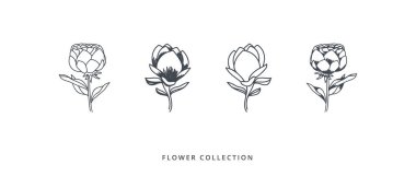 Beyaz arka planda manolya ve şakayık koleksiyonu. Çizimler ve çizimler vektör illüstrasyon tasarımı.