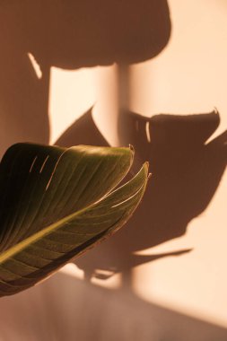 Palmiye yaprağı duvarda güzel gölgeler. Blogcular için yaratıcı, minimal, biçimlendirilmiş konsept.