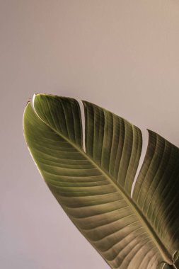 Palmiye yaprağı duvarda güzel gölgeler. Blogcular için yaratıcı, minimal, biçimlendirilmiş konsept.
