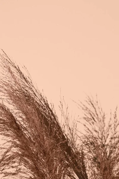パンパス草の美しいベージュの影の壁 ブロガーのための創造的 最小限のスタイルの概念 — ストック写真