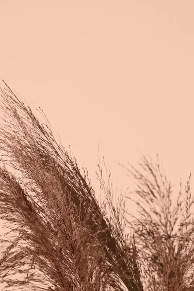 Pampas Grama Bela Parede Sombras Bege Conceito Criativo Mínimo Estilizado — Fotografia de Stock