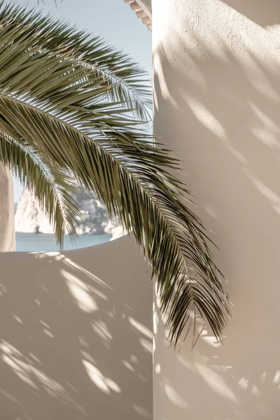 Hoja Palma Hermosas Sombras Pared Concepto Creativo Minimalista Luminoso Aireado — Foto de Stock