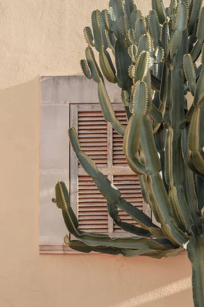 Cactus Plant Beautiful Shadows Wall Creative Minimal Bright Airy Styled — Stock Photo, Image
