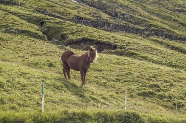 Kahverengi at ayakta otlakta Faroe Adaları