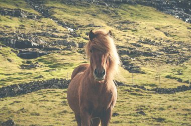 Kahverengi İzlanda at ayakta otlakta Faroe Adaları