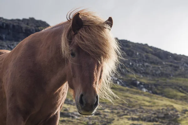 茶色のアイスランドの馬の頭をクローズ アップ — ストック写真