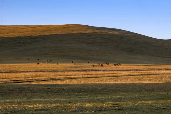 Mandria Cavalli Pascolo Sulla Collina Della Montagna Con Cielo Blu — Foto Stock