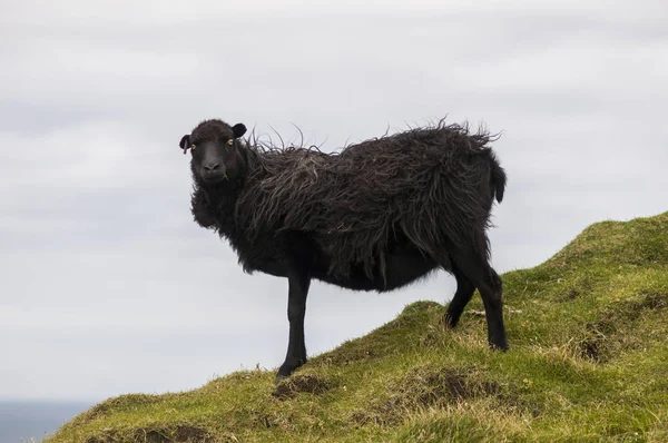 Mouton Noir Debout Sur Une Colline Dans Les Îles Féroé — Photo