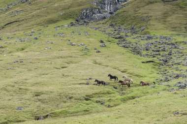 Vahşi atların dörtnala yeşil alan, Faroe Adaları arasında düzenlenen