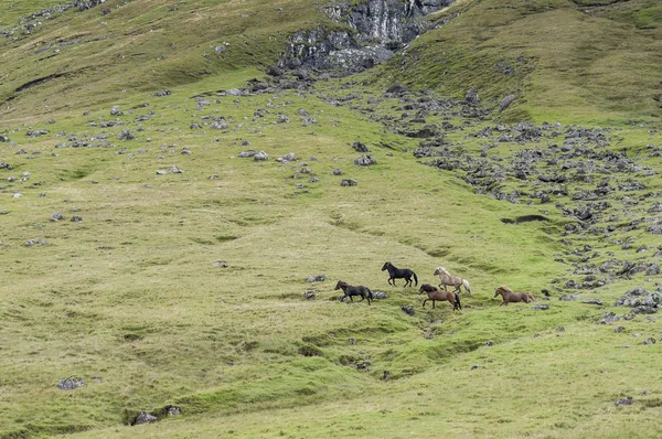 Realizada Cavalos Selvagens Galopando Campo Verde Ilhas Faroé — Fotografia de Stock