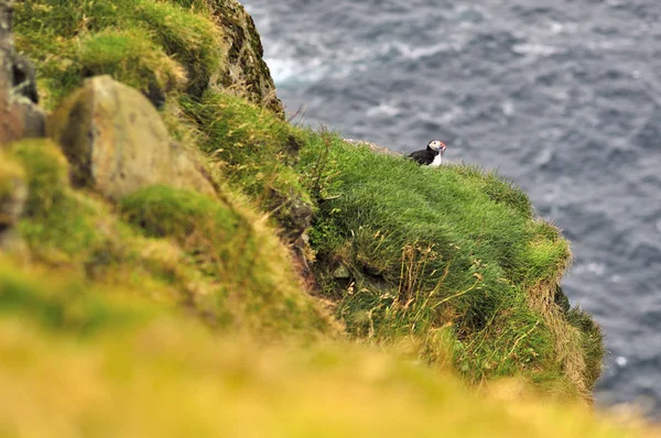 Puffin Sitting Edge Cliff Faroe Islands Denmark Europe — Stock Photo, Image