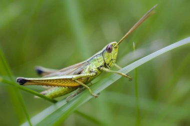 Çayır yakın çekim çimlere çekirge