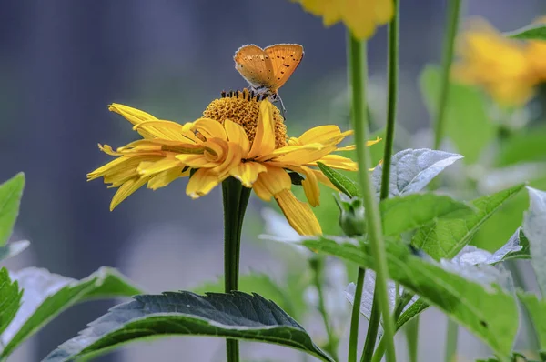 Nahaufnahme Eines Schmetterlings Der Auf Einer Blume Sitzt Makroaufnahme — Stockfoto