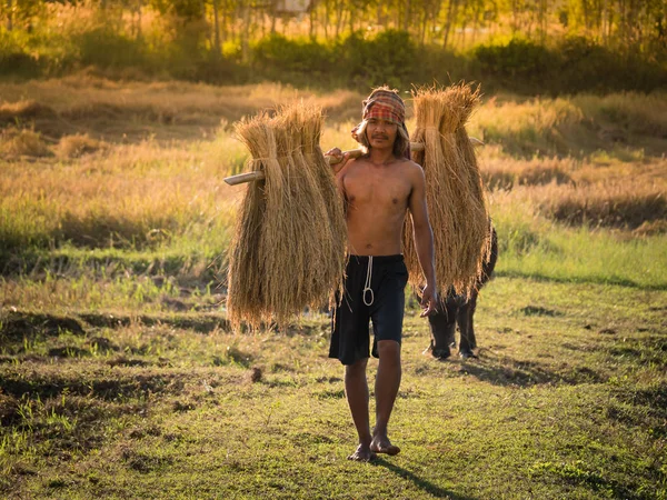 Agricultor tailandés cargando el arroz en el hombro después de la cosecha . — Foto de Stock