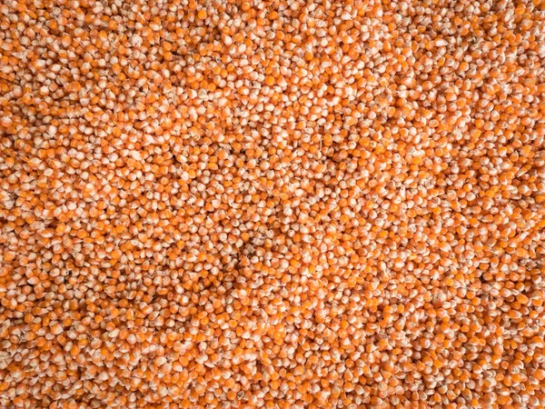 Maïs zaden textuur, landbouw achtergrond. — Stockfoto